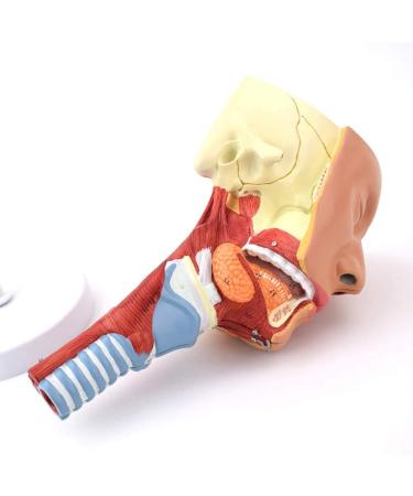 Human Head Human Body Model and Muscle Nasal Pharyngeal Throat Trachea Cricopharyng Muscle Anatomy Model Medical Teaching Accessories