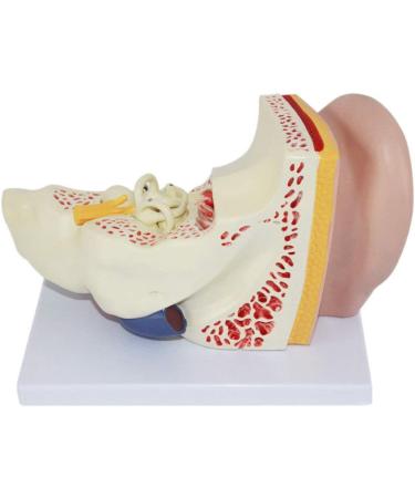 Anatomical Human Ear Magnification Model Removable Ear Texture Ear Template Labyrinth Suitable for Medical Teaching - Buy Online on SooperMarket.com