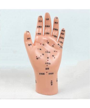 Acupuncture Hand Model Reflexology Acupoint Study Kit - Buy Online on SooperMarket.com