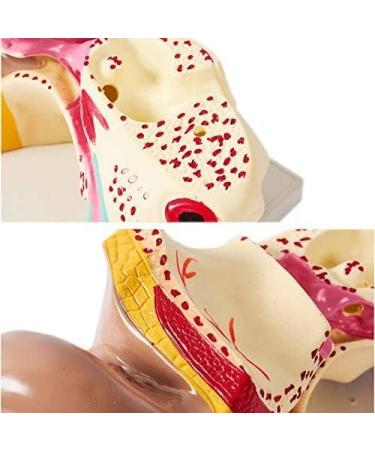 Unisex Adult Oversized Ears Model 29x17cm PVC Plastic Removable Model anatomiesystem for Medical - Buy Online on SooperMarket.com