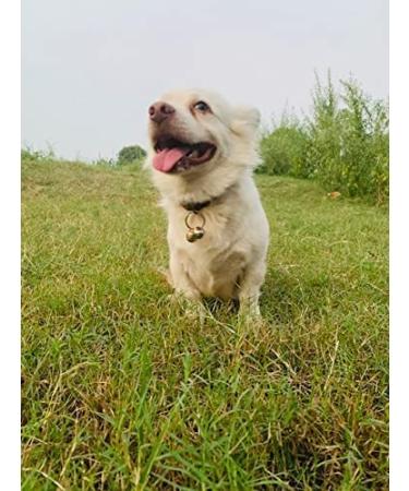 Abdul of Sialkot Extra Loud Brass Silver Bells Collar Charm Pet Tracker (Small) - Buy Online on SooperMarket.com