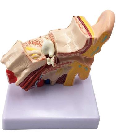 Human Ear Model 1.5 Times Natural Size Model with 2 Parts Illustrating Ear Regions Ear Cleaner Humans - Buy Online on SooperMarket.com