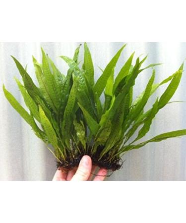 Java Fern on 3 x 2.5 Coco Mat | Microsorum Pteropus - Easy Tropical Live Aquarium Plant by Aquarium Plants Discounts