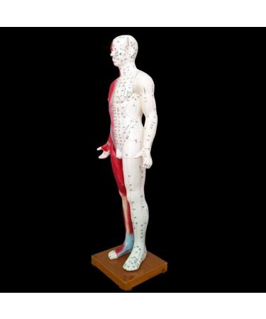 Acupuncture Template - Acupuncture and Male Muscle - 85cm - Half Skin and Half Point Point and Meridians Anatomy - Buy Online on SooperMarket.com