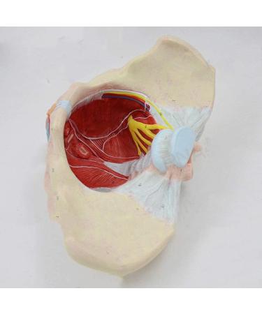 Basin Muscular Template - Woman Pelvic Floor Muscle Nerve Perineal Ligament Model - Anatomical Medical Basin with Pelvian Floor Muscles and Model - Buy Online on SooperMarket.com