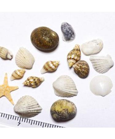 2 Boxes 3d Natural Nail Art Decoration Mini Conch Shells Starfish Sea Beach Ornaments Manicure Tools for Diy - Buy Online on SooperMarket.com