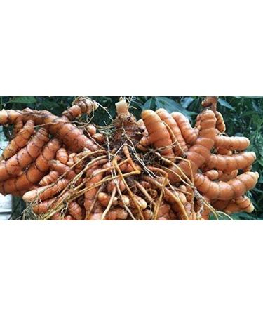 QRA Looms & Weaves - Fresh Turmeric Root from Kerala - Homestead Produce (250 gm) - Buy Online on SooperMarket.com