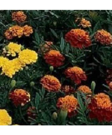 50 Semi Marigold Janie Mix French Marigold