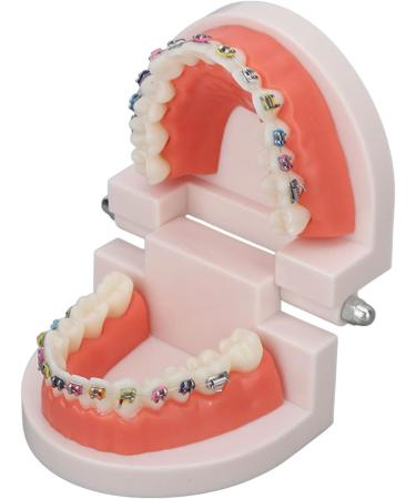 Buy Typodont & Demonstration Tooth Model | Educational Dental Training Tools for Labs - Buy Online on SooperMarket.com