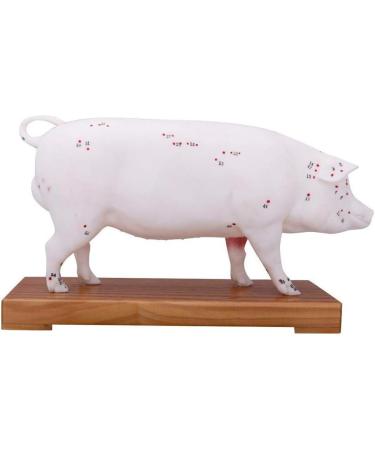 Acupuncture Pig Model Veterinary Acupuncture Animal Anatomy Model Medical Training Aid - Buy Online on SooperMarket.com