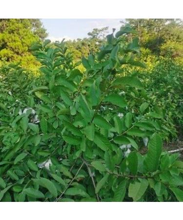 Fresh Organic Guva Leaves | Approx 10G Jumbo | Guva Leaf For Medical | Use Diabetes & Skin Care| Indian Origin|Next Day Shipping By Seelans