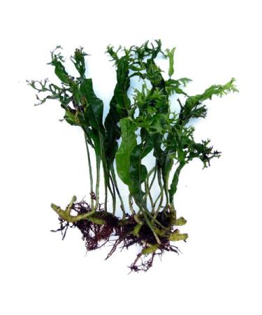 SubstrateSource Lace Java Fern Windelov Live Aquarium Plant Microsorum pteropus