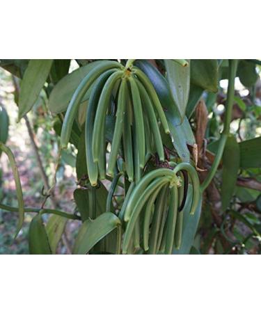 25 Madagascar Vanilla Beans Grade B by FITNCLEAN VANILLA| Bulk Bourbon Whole Natural Raw NON-GMO PODS. 25 Count (Pack of 1) - Buy Online on SooperMarket.com