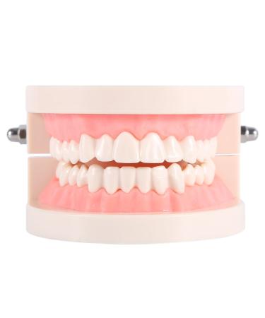 Educion Teeth Bagima 10 * 8 * 7 1pc PVC Dental Teaching Study Standard Model Demonstration Teach children to brush their teeth