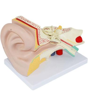 Anatomical Human Ear Magnification Model Removable Ear Texture Ear Template Labyrinth Suitable for Medical Teaching - Buy Online on SooperMarket.com