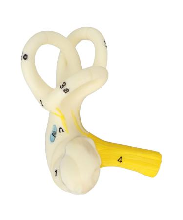 Highly Detailed Inner Ear Labyrinth Model - 5X Magnification PVC Semicircular Canal - Ideal for Teaching and Education - Buy Online on SooperMarket.com