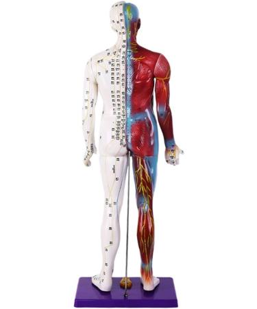 Male Human Body Model with Muscles for Pressure Acupuncture and meridians - Buy Online on SooperMarket.com