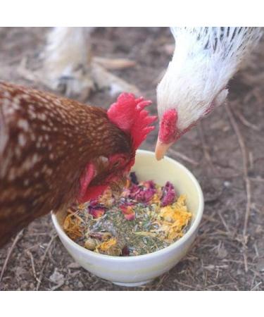 Pampered Chicken Mama Backyard Chicken Treats for Great Eggs (1 pound 0.5 kilo) - All-Natural Backyard Chicken Feed Supplies - Hen Treats for The Best Eggs Ever - High Calcium Supplement for Chickens - Buy Online on SooperMarket.com