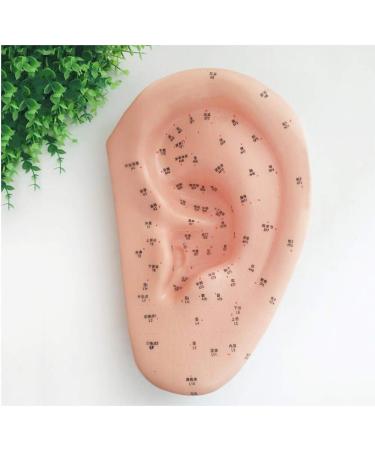 Acupuncture Ear Point Template - 40cm Acupuncture Ear Model - Large Reflection Zone Ear Point Template - for Medical Acupuncture