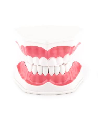 FafeICY 1PC Model 28 teeth teaching toothbrush study demonstration dentist tool comes with a handy toothbrush poster/model