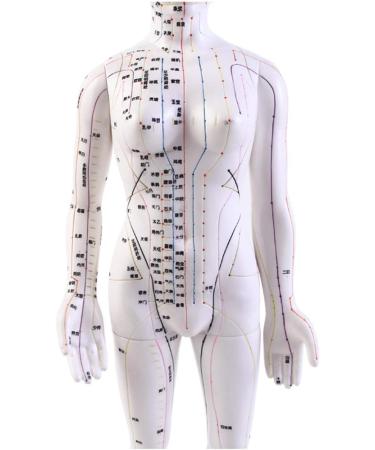 Model Anatomy Professional Medical Acupuncture 48Cm 19" - Buy Online on SooperMarket.com