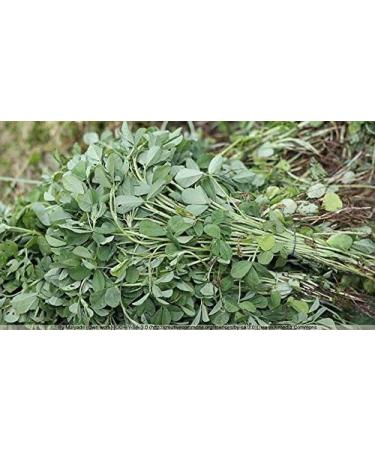 Indigo Herbs Fenugreek Powder 100g - Pure & Natural | Vegan | Trigonella foenum | Pack of 1 - Buy Online on SooperMarket.com