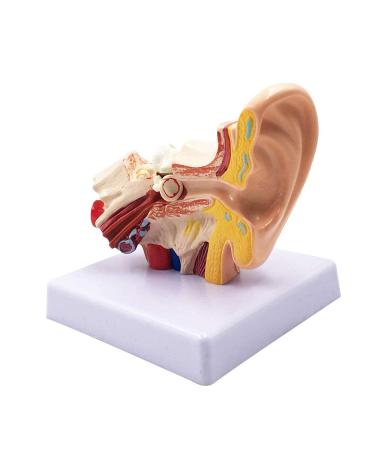 Human Ear Model 1.5 Times Natural Size Model with 2 Parts Illustrating Ear Regions Ear Cleaner Humans