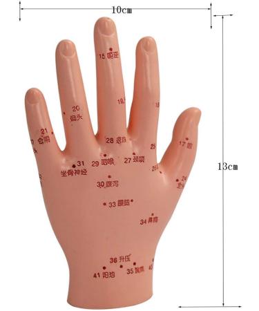 Human TCM Meridian Point Model Acupuncture Female Model Male Model + Hand Model + Foot Model + Ear Model - Buy Online on SooperMarket.com