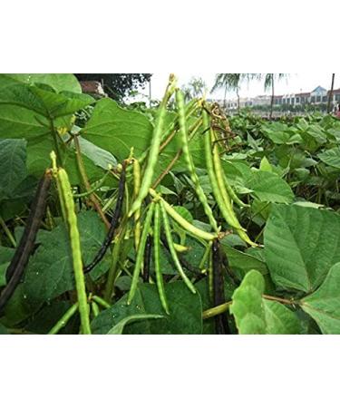 Semi di ortaggi Black Mung Bean