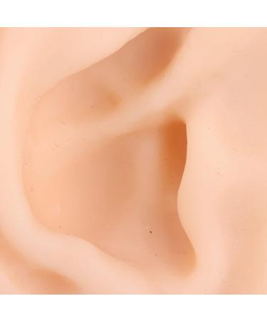 Silicone Ear Model for Acupuncture Practice | Realistic Fake Ear with Presentation Stand - International Shipping Available - Buy Online on SooperMarket.com
