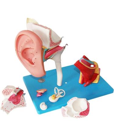 Human Medical Ear Anatomy Pattern Internal Ear Ear earpted Ear with Enlarged Ear Texture - Buy Online on SooperMarket.com