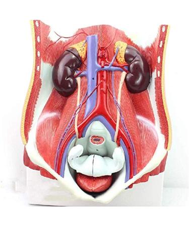 Human Male Female Urinary System Model Abdominal Cavity Human Bladder Posterior Wall Kidney Anatomical Model