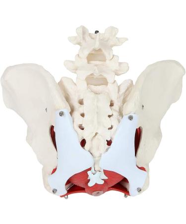 Female Bassin Human Basin Model with Pelvic Floor Muscle Model Ornament - Buy Online on SooperMarket.com