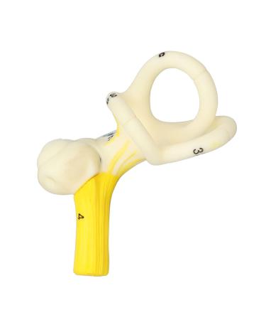 Highly Detailed Inner Ear Labyrinth Model - 5X Magnification PVC Semicircular Canal - Ideal for Teaching and Education - Buy Online on SooperMarket.com
