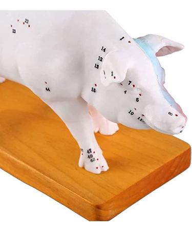 Pig Acupuncture and Moxibustion Model Pig Acupuncture and Moxibustion Point Pig Anatomical Model Physiological Tissue Structure Display - Buy Online on SooperMarket.com