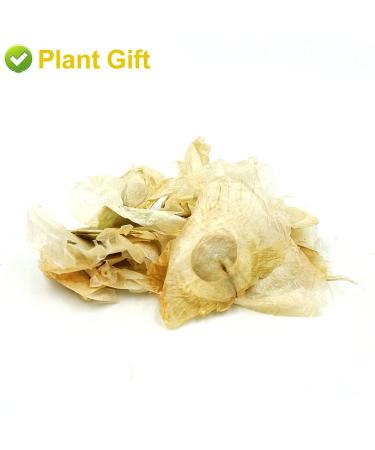 Buy Semen Oroxyli 40g - Jade Butterfly Tea (Oroxylum Indicum) | Herbal Chinese Health Tea | International Shipping - Buy Online on SooperMarket.com