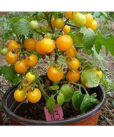 400 Erbe di origano Semi Della Spezia condimento di Verdure Della Cucina Semi ricchi di Sapore