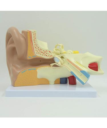 Human Ear Model 3X Enlarged 3-Piece Ear Anatomy Model Professional Ear Simulation Model Shows External Middle and Inner Ear for Medical Education