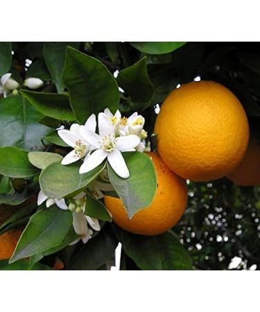 Organic Moroccan Orange Blossom Water - 4oz Glass Bottle | 100% Pure Neroli Water | Hydrating & Rejuvenating | Imported from Morocco - Buy Online on SooperMarket.com