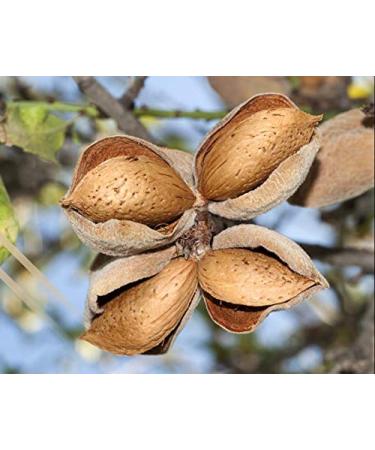 1lb Blanched Whole Almonds - Non-GMO Raw Unsalted Almonds, High Protein & Fiber, Keto Vegan Kosher Snack for Desserts - 1lb Pack - Buy Online on SooperMarket.com