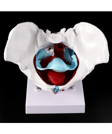 Women's Female Model with Pelvic Floor Muscle Model Natural Laboratory Size - Buy Online on SooperMarket.com