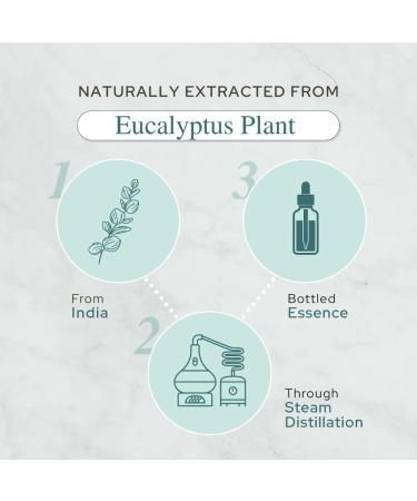 Plant of Life Essential Oil - 100% Pure and Natural - Therapeutic Grade Essential Oil with Dropper (Eucalyptus 2 oz (60mL)) - Buy Online on SooperMarket.com
