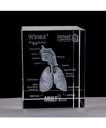 Model of The Human Respiratory System 3D Carved Crystal Medical aids - Buy Online on SooperMarket.com