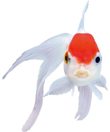 Sera Goldy Color Spirulina Nature 10L - Premium Goldfish Feed with 10% Spirulina for Vibrant Color & Healthy Growth | International Shipping Available - Buy Online on SooperMarket.com