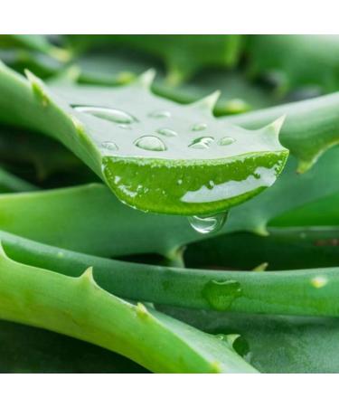 Buy Jurlique Exclusive Edition Aloe Vera Hand Cream - International Shipping Available - Buy Online on SooperMarket.com