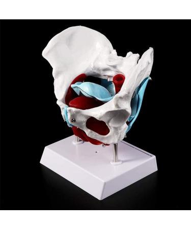 Women's Female Model with Pelvic Floor Muscle Model Natural Laboratory Size - Buy Online on SooperMarket.com