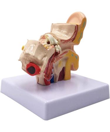 Human Ear Model 1.5 Times Natural Size Model with 2 Parts Illustrating Ear Regions Ear Cleaner Humans - Buy Online on SooperMarket.com