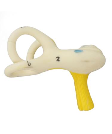 Highly Detailed Inner Ear Labyrinth Model - 5X Magnification PVC Semicircular Canal - Ideal for Teaching and Education - Buy Online on SooperMarket.com