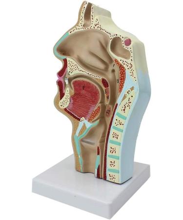 Model of The Nasal Cavity - 1: 1 Life Size Oral Neck Anatomical Model Nasopharyngeal cave - Training aid Medical Training Materials - Buy Online on SooperMarket.com