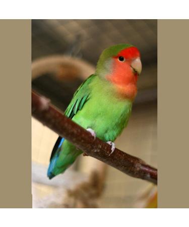 Birds LOVE All Natural Garden Blend 2lb - Small Birds - Pack of 1 - Buy Online on SooperMarket.com